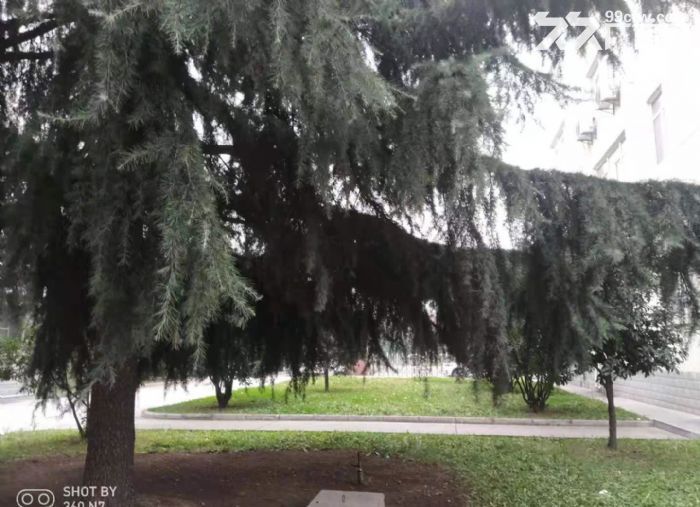 高新西部大道1层450平标准厂房5层800平有大环评带动力电-图2